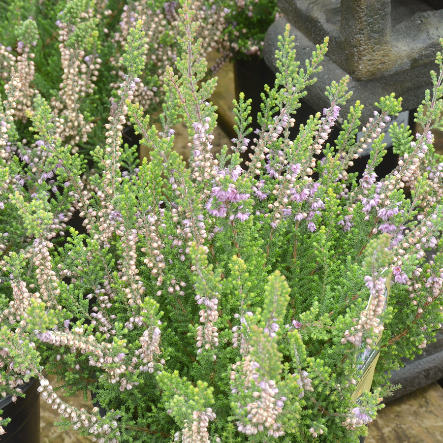 Calluna Vulgaris Katia Spring Summer Heather Arts Nursery Garden And Home Ltd